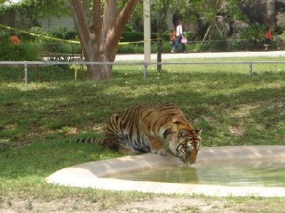 میامی-باغ-وحش-میامی-Zoo-Miami-215171