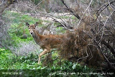 شوش-منطقه-حفاظت-شده-کرخه-216871