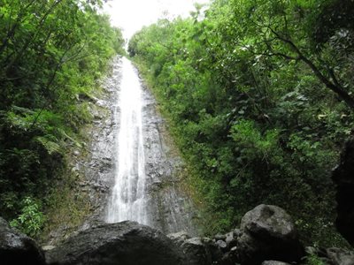 هاوایی-آبشار-مانوآ-Manoa-Falls-216532