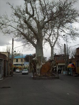 اسکو-درخت-چنار-1200-ساله-اسکو-218748