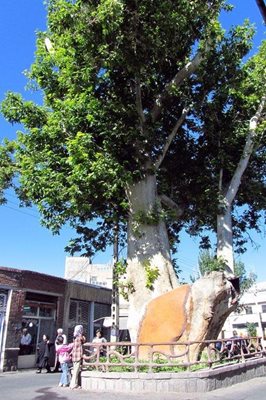اسکو-درخت-چنار-1200-ساله-اسکو-218750