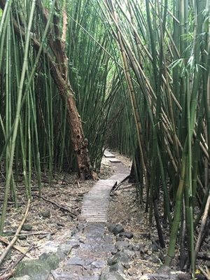 هاوایی-جنگل-بامبو-Bamboo-Forest-219823