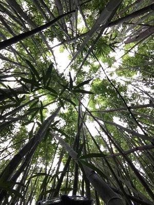 هاوایی-جنگل-بامبو-Bamboo-Forest-219825