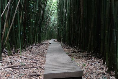 هاوایی-جنگل-بامبو-Bamboo-Forest-219827