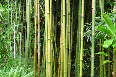 هاوایی-جنگل-بامبو-Bamboo-Forest-219830