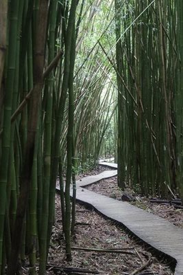 هاوایی-جنگل-بامبو-Bamboo-Forest-219833