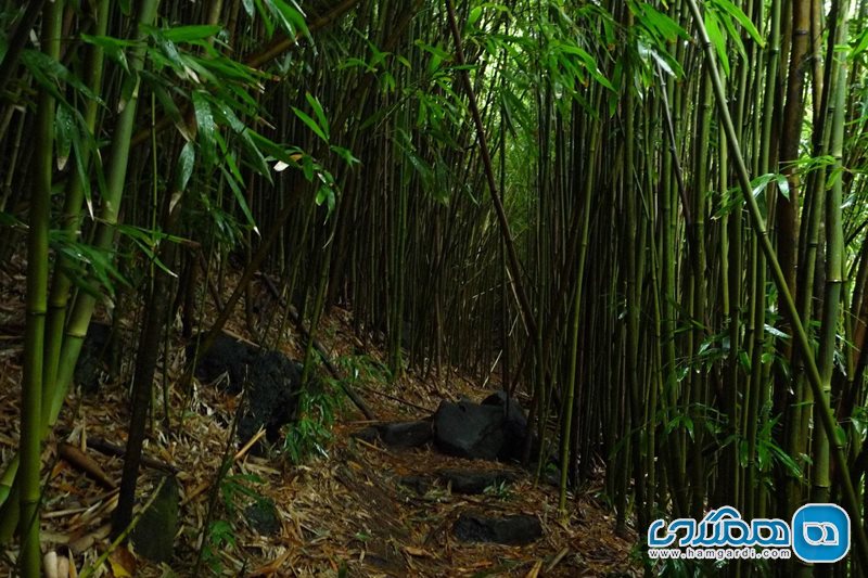 جنگل بامبو Bamboo Forest