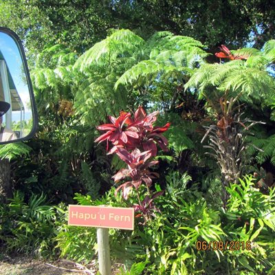 هاوایی-مزرعه-گیاهان-گرمسیری-مائوئی-Maui-Tropical-Plantation-219941
