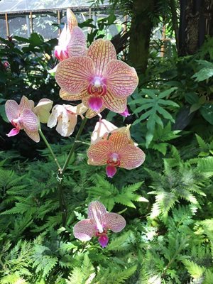 باغ گیاه شناسی گرمسیری هاوایی Hawaii Tropical Botanical Garden