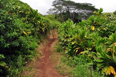 هاوایی-مسیر-کوهپیمایی-Kuilau-Ridge-Trail-221947