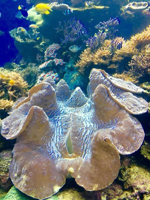 هاوایی-آکواریوم-وایکیکی-Waikiki-Aquarium-222339