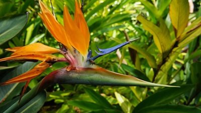 هاوایی-باغ-گیاه-شناسی-کولا-Kula-Botanical-Garden-222650
