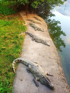 گوانجو-پارک-کروکودیل-ها-Guangzhou-Crocodile-Park-225698