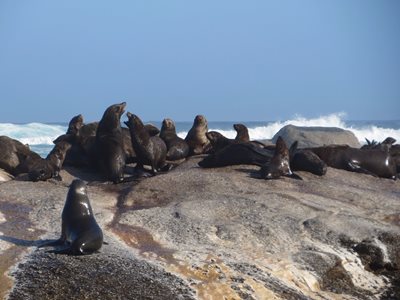 کیپ-تاون-جزیره-شیرهای-دریایی-Seal-Island-226982