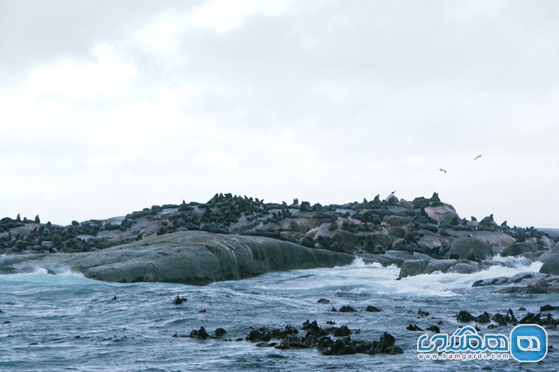 جزیره شیرهای دریایی Seal Island