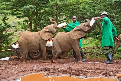 نایروبی-پارک-فیل-ها-David-Sheldrick-Wildlife-Trust-228212