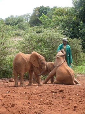 نایروبی-پارک-فیل-ها-David-Sheldrick-Wildlife-Trust-228213