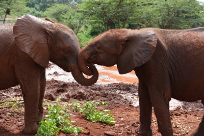 نایروبی-پارک-فیل-ها-David-Sheldrick-Wildlife-Trust-228220
