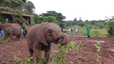 نایروبی-پارک-فیل-ها-David-Sheldrick-Wildlife-Trust-228217