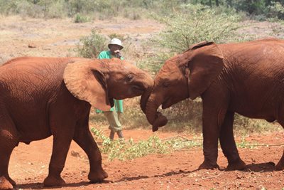 نایروبی-پارک-فیل-ها-David-Sheldrick-Wildlife-Trust-228221