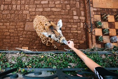 نایروبی-هتل-زرافه-ها-Giraffe-Manor-231099