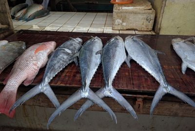 دارالسلام-بازار-ماهی-فروشان-Dar-Es-Salaam-Fish-Market-249325