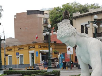 لیما-محله-بارانکو-Barranco-257349