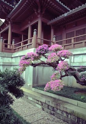 هنگ-کنگ-صومعه-چی-لین-Chi-Lin-Nunnery-262075