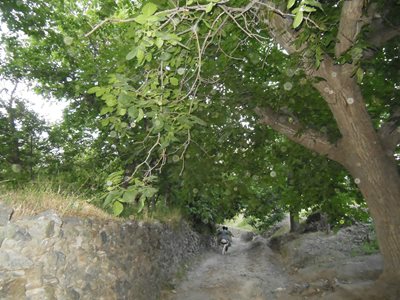 روستای بهدان