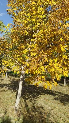 ملایر-روستای-میشن-272884