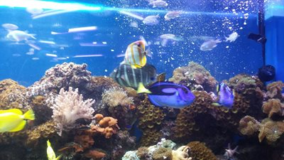 کبک-آکواریوم-کبک-Aquarium-du-Quebec-276333