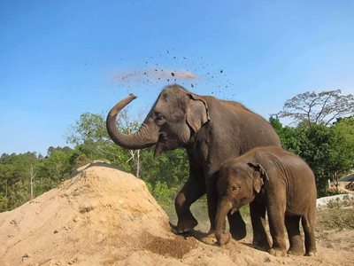 چیانگ-مای-کمپ-فیل-ها-بلو-الفنت-تایلند-تور-Blue-Elephant-Thailand-Tours-281768