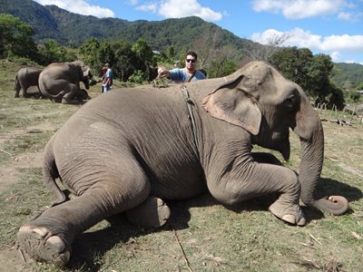 کمپ فیل ها | بلو الفنت تایلند تور Blue Elephant Thailand Tours