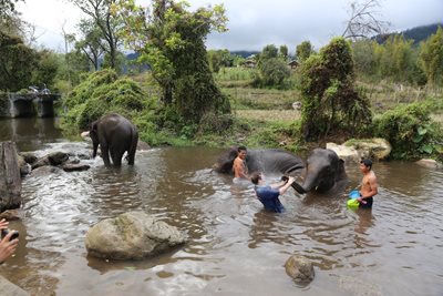 چیانگ-مای-کمپ-فیل-ها-بلو-الفنت-تایلند-تور-Blue-Elephant-Thailand-Tours-281771