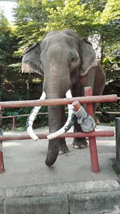 چیانگ-مای-باغ-وحش-چیانگ-مای-Chiang-Mai-Zoo-281739
