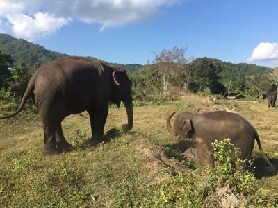 چیانگ-مای-کمپ-فیل-ها-بلو-الفنت-تایلند-تور-Blue-Elephant-Thailand-Tours-281766