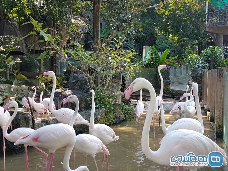باغ وحش چیانگ مای Chiang Mai Zoo