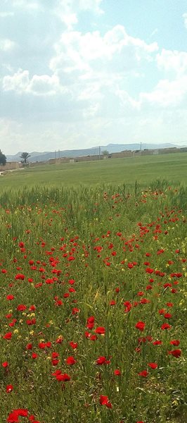 روستای نوترگی