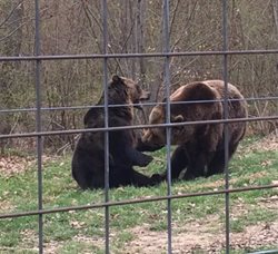 منطقه حفاظت شده خرس های براشوو Libearty Bear Sanctuary Zarnesti
