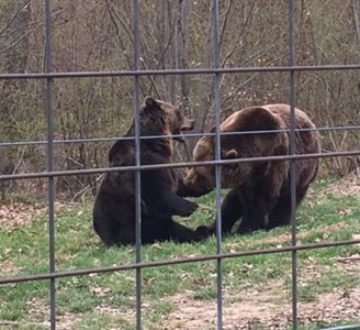 براشوو-منطقه-حفاظت-شده-خرس-های-براشوو-Libearty-Bear-Sanctuary-Zarnesti-297451