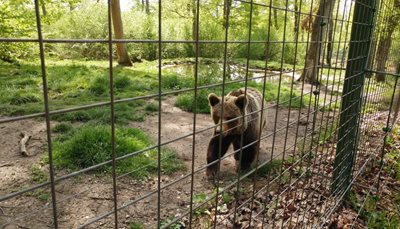 براشوو-منطقه-حفاظت-شده-خرس-های-براشوو-Libearty-Bear-Sanctuary-Zarnesti-297453