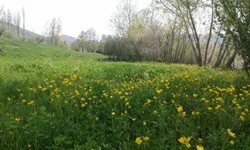 روستای بورستان