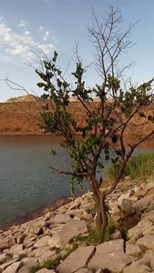 آبسرد-دریاچه-سد-زیارت-306005