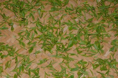 هانگزو-چای-لانگجینگ-Longjing-Tea-309468