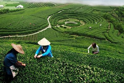 چای لانگجینگ Longjing Tea