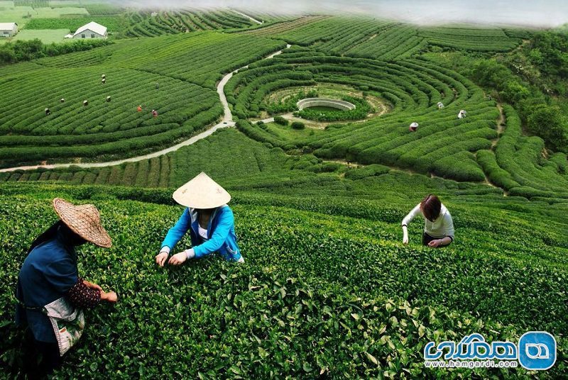 چای لانگجینگ Longjing Tea