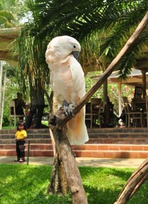 اوبود-پارک-پرندگان-بالی-Bali-Bird-Park-311698