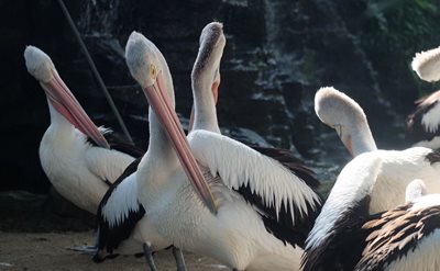 اوبود-پارک-پرندگان-بالی-Bali-Bird-Park-311702