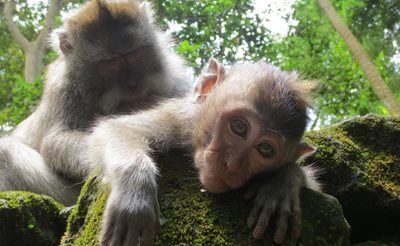اوبود-جنگل-میمون-ای-اوبود-Sacred-Monkey-Forest-Sanctuary-311733