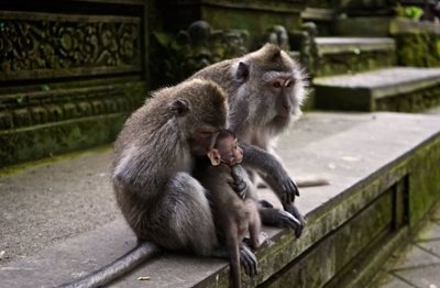 اوبود-جنگل-میمون-ای-اوبود-Sacred-Monkey-Forest-Sanctuary-311746